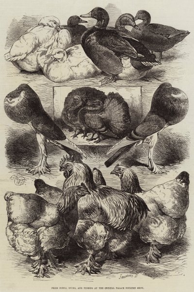 Prize Fowls, Ducks, and Pigeons at the Crystal Palace Poultry Show by Harrison William Weir